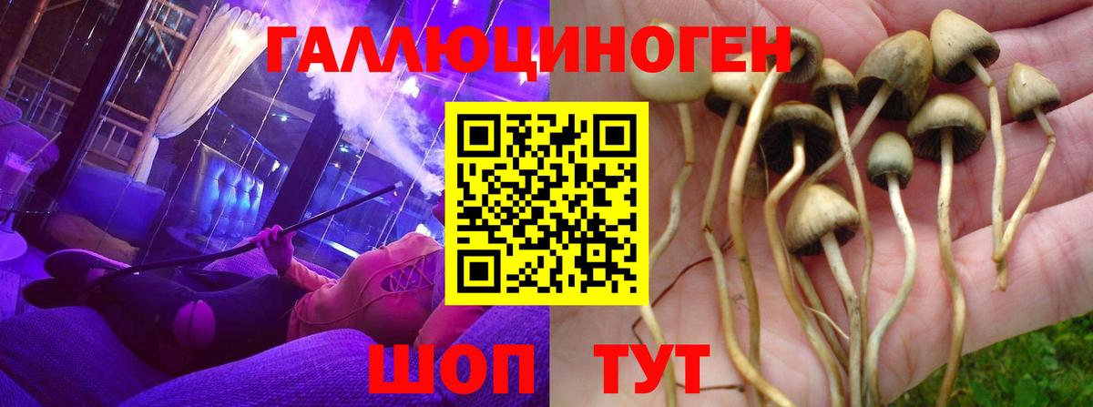 Галлюциногенные грибы Psilocybe Тара